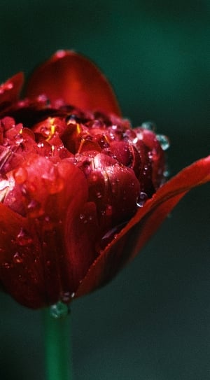 red tulip close up photography thumbnail