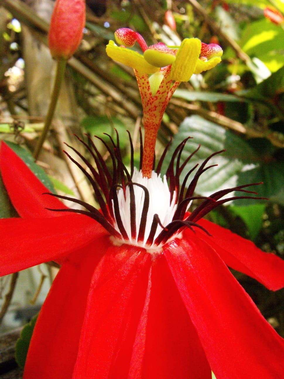 red passion flower preview