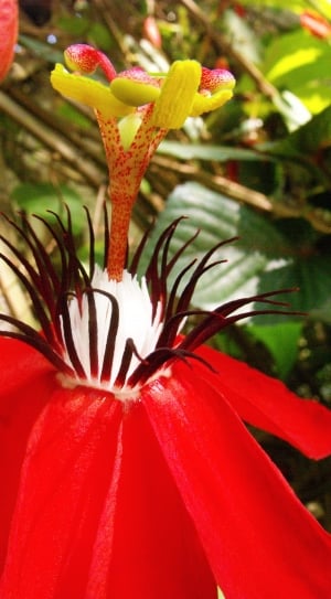 red passion flower thumbnail