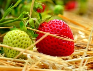 red and green japanese pineberries thumbnail