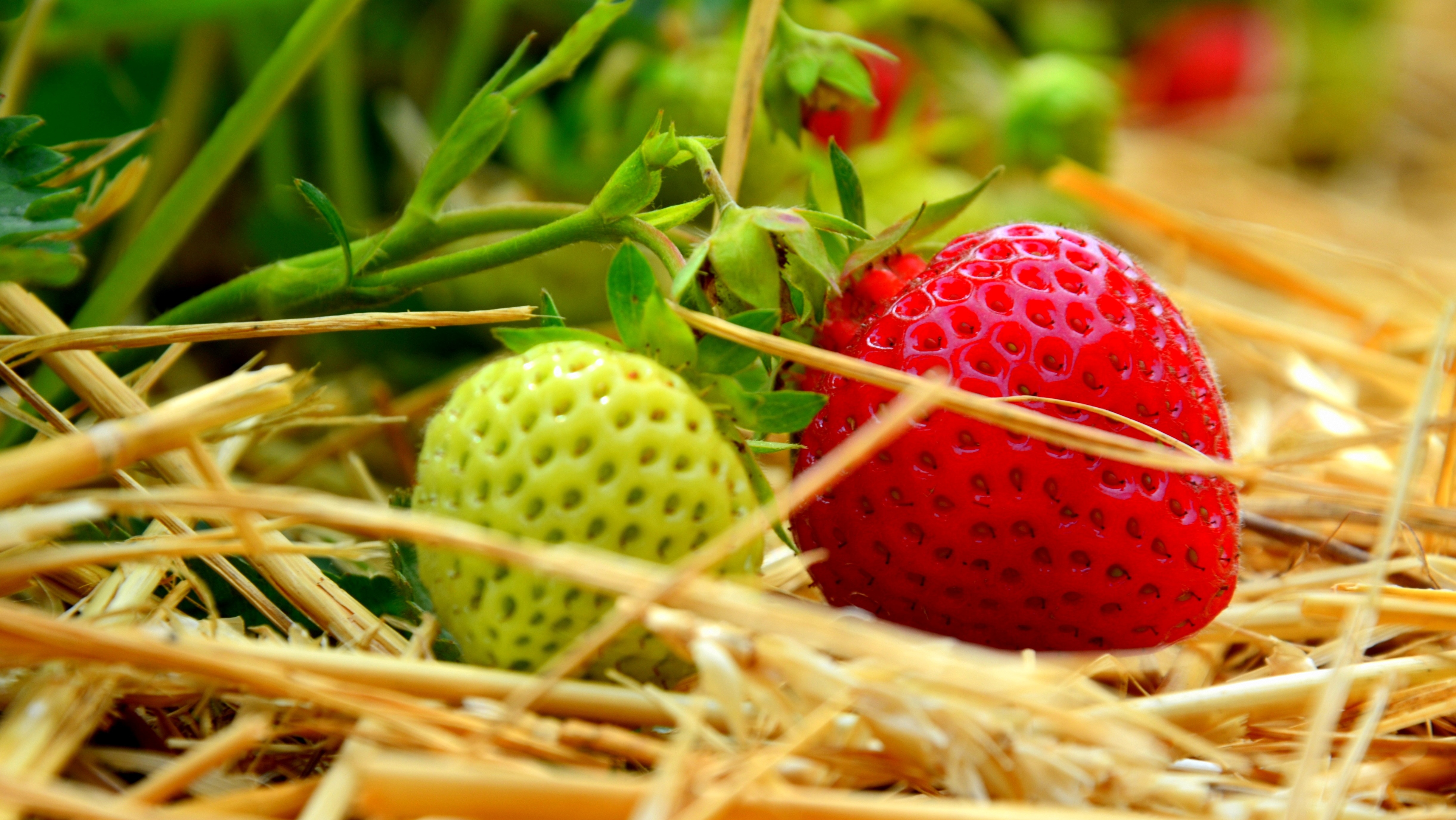red and green japanese pineberries