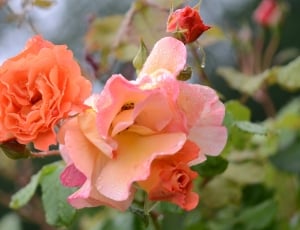 Nature, Lily, Floral, Rose, Orange, flower, plant thumbnail