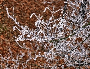 Light, Frost, Autumn, Forest, winter, cold temperature thumbnail