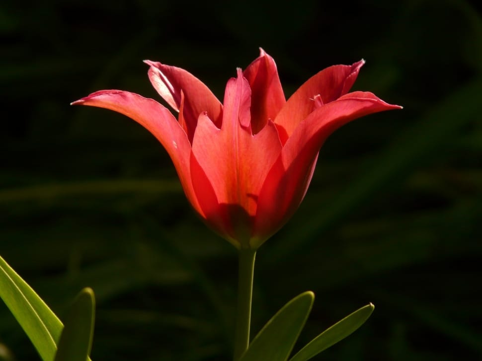 Beautiful, Tulip, Back Light, Red, flower, red preview