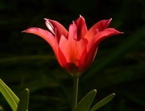Beautiful, Tulip, Back Light, Red, flower, red thumbnail