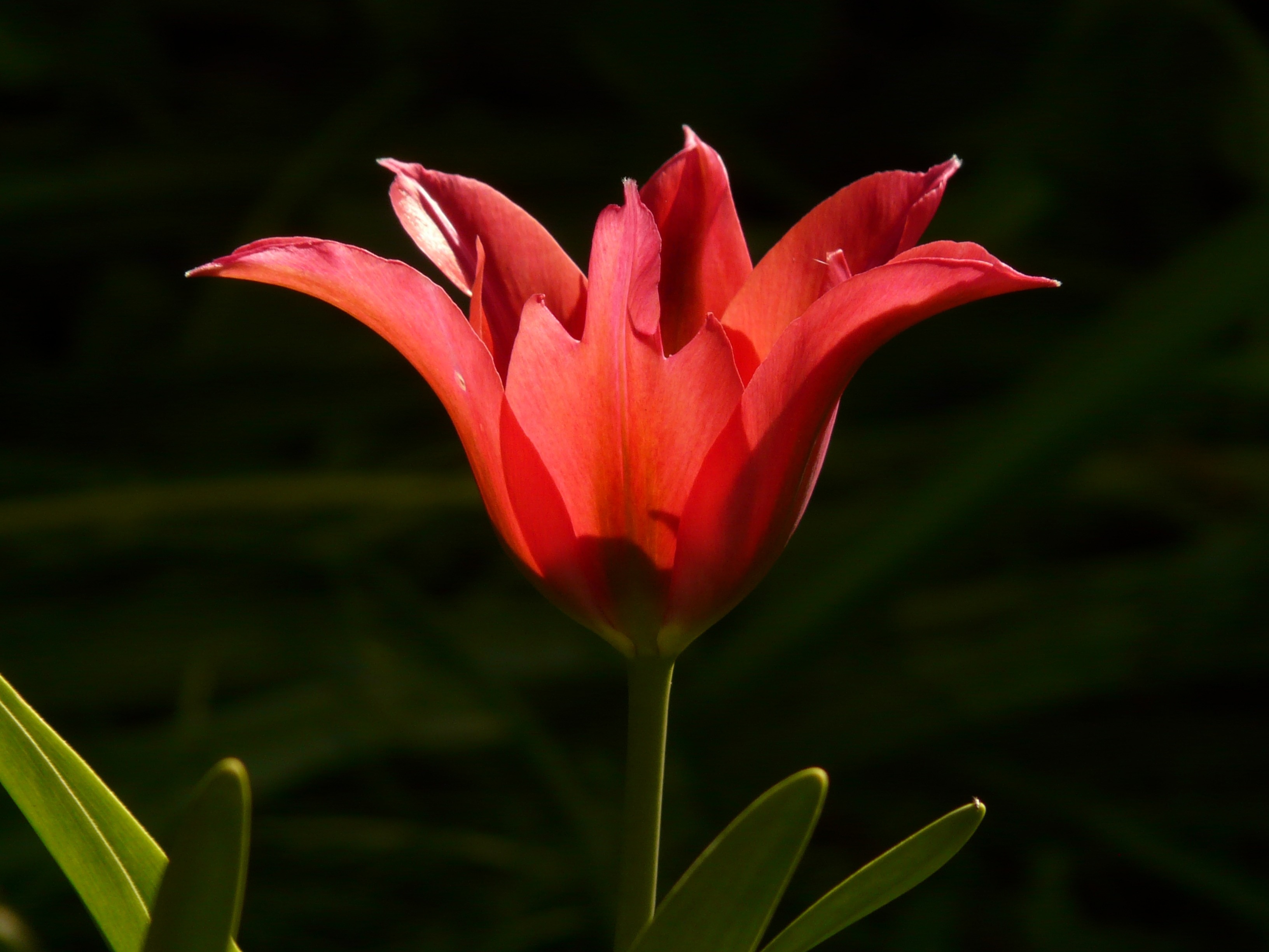 Beautiful, Tulip, Back Light, Red, flower, red