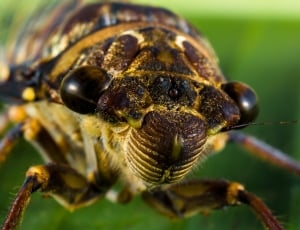 macro photography of brown Cicada thumbnail