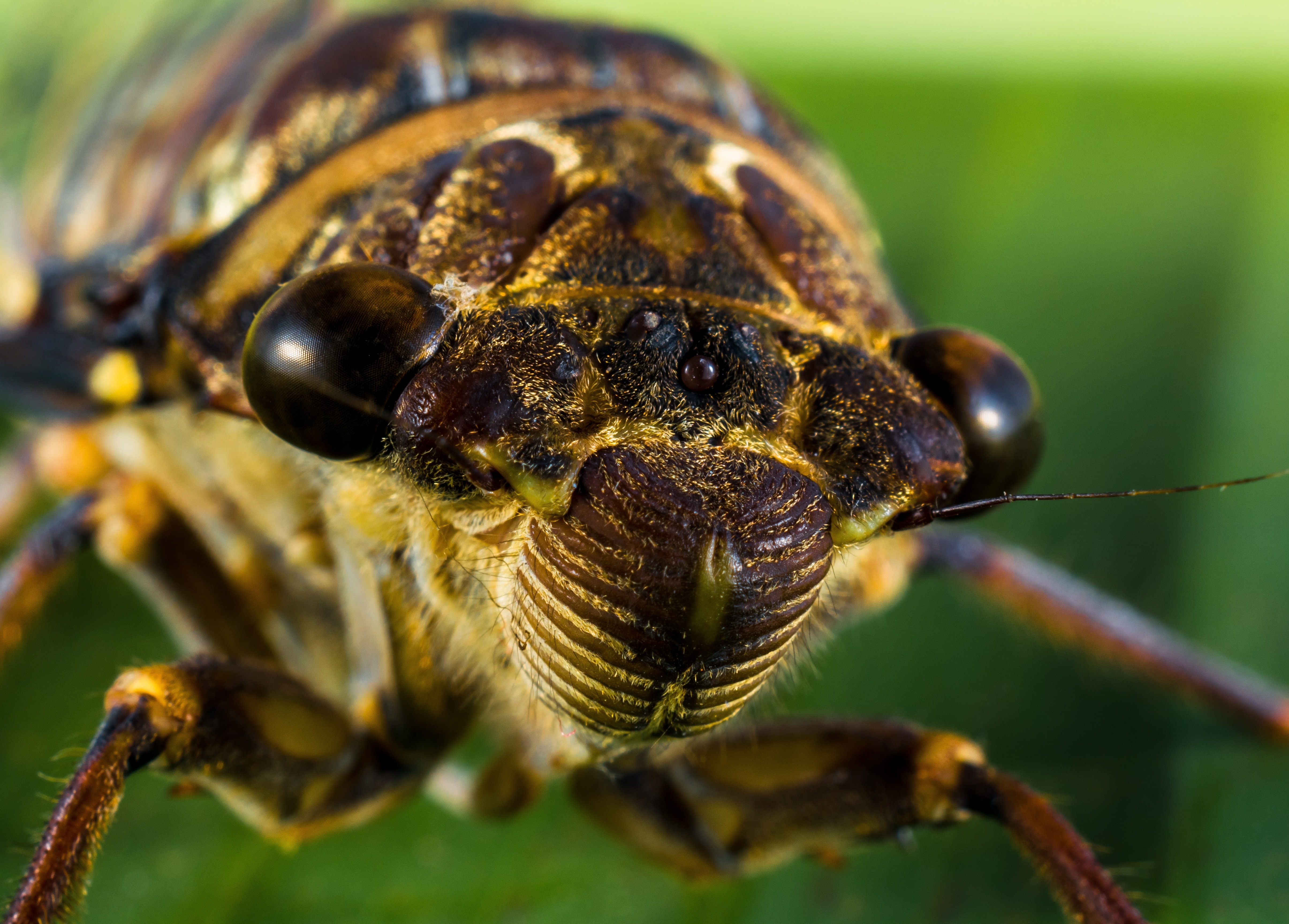 macro photography of brown Cicada