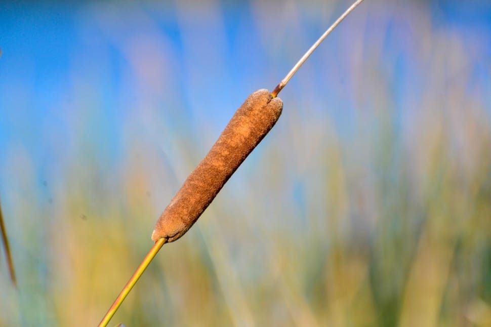 brown typha preview