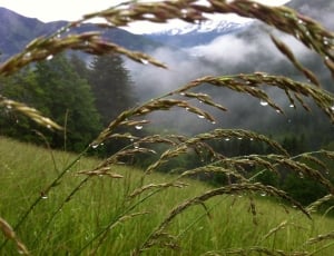 Mountain Meadow, Grasses, Meadow, Green, nature, no people thumbnail