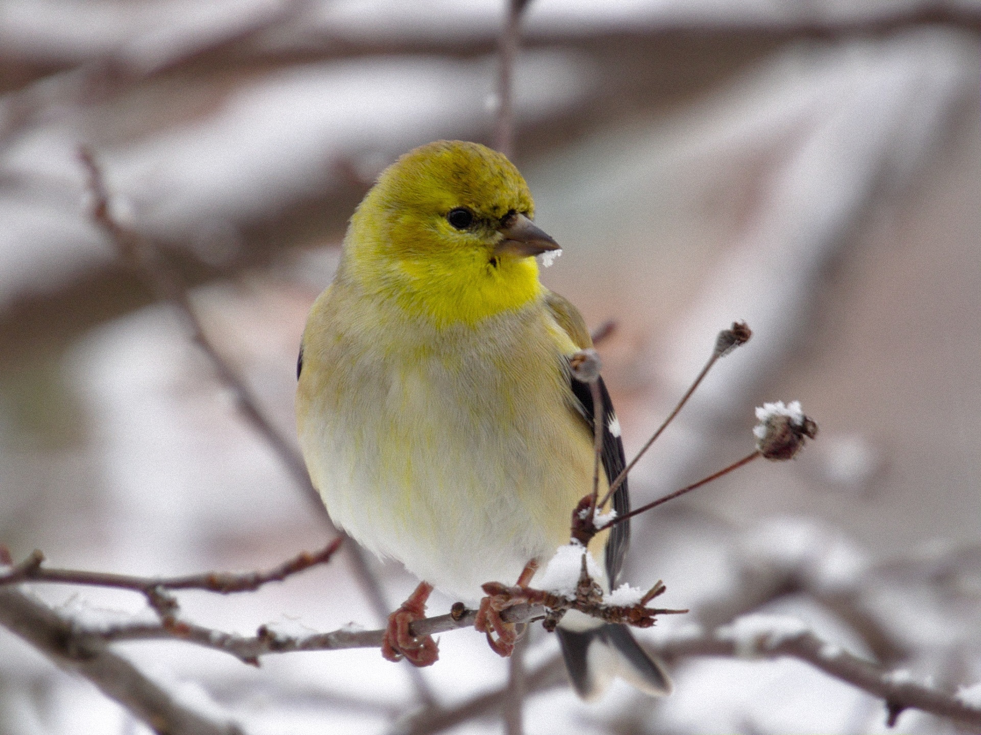 Goldfinch, Wildlife, Bird, Nature, one animal, animal wildlife