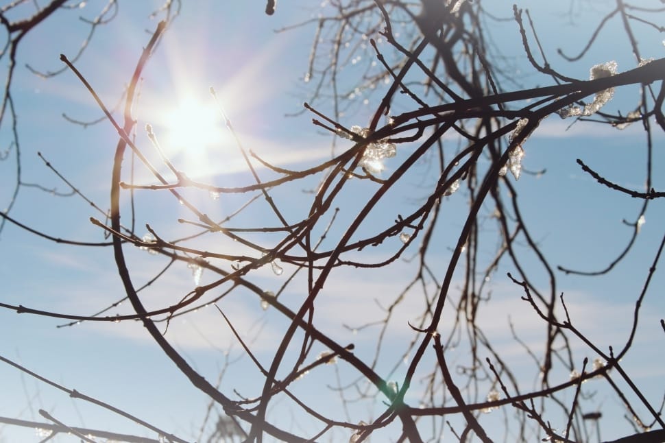 Sun, Branches, Sparkle, Nature, day, no people preview