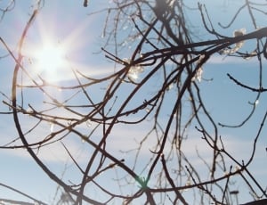 Sun, Branches, Sparkle, Nature, day, no people thumbnail