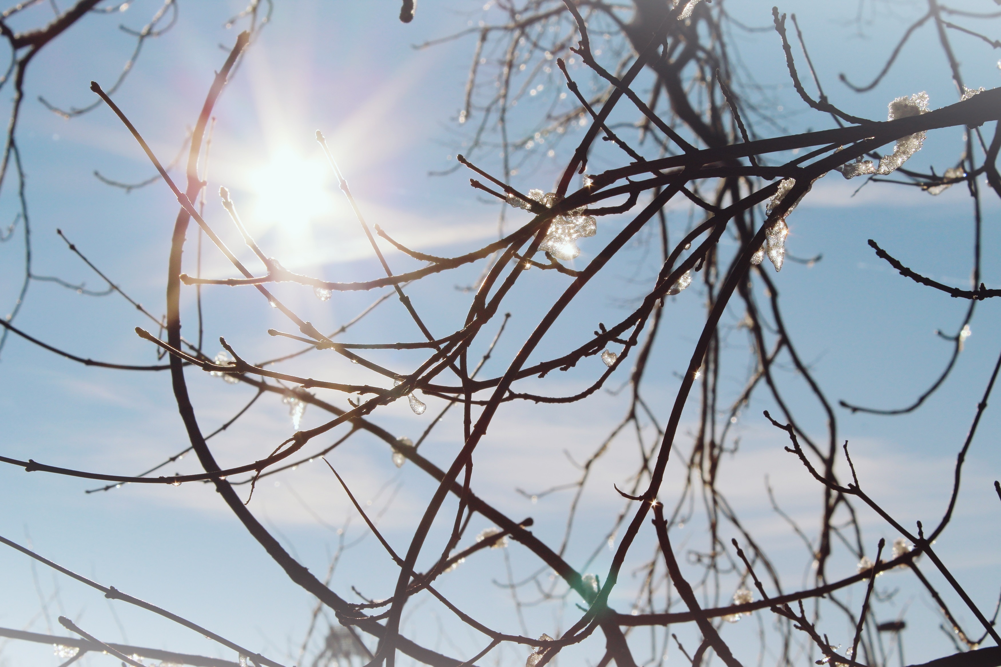 Sun, Branches, Sparkle, Nature, day, no people