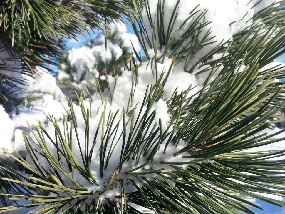 pine plant with snow preview