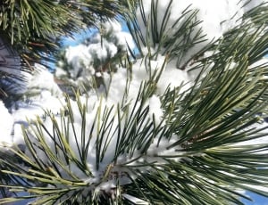 pine plant with snow thumbnail