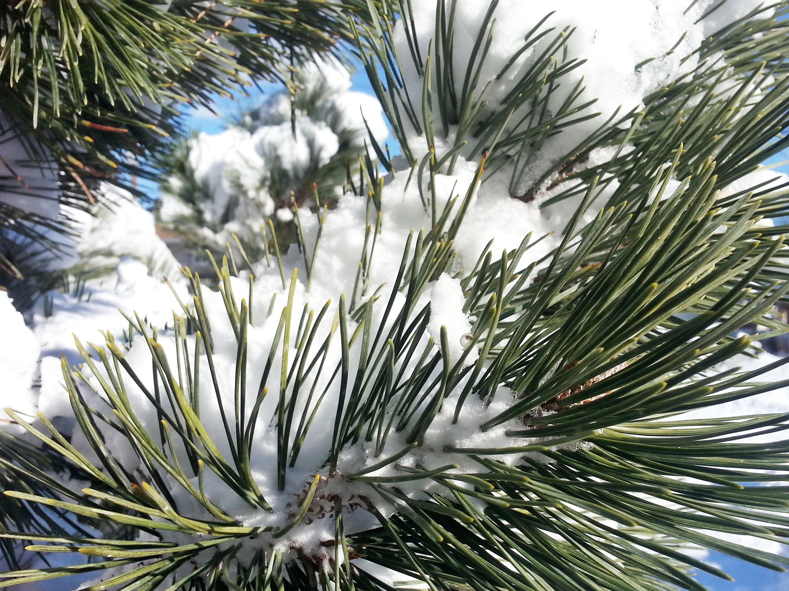 pine plant with snow
