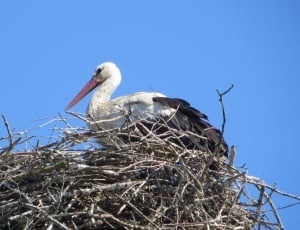 white and black bird on nest during daytime thumbnail