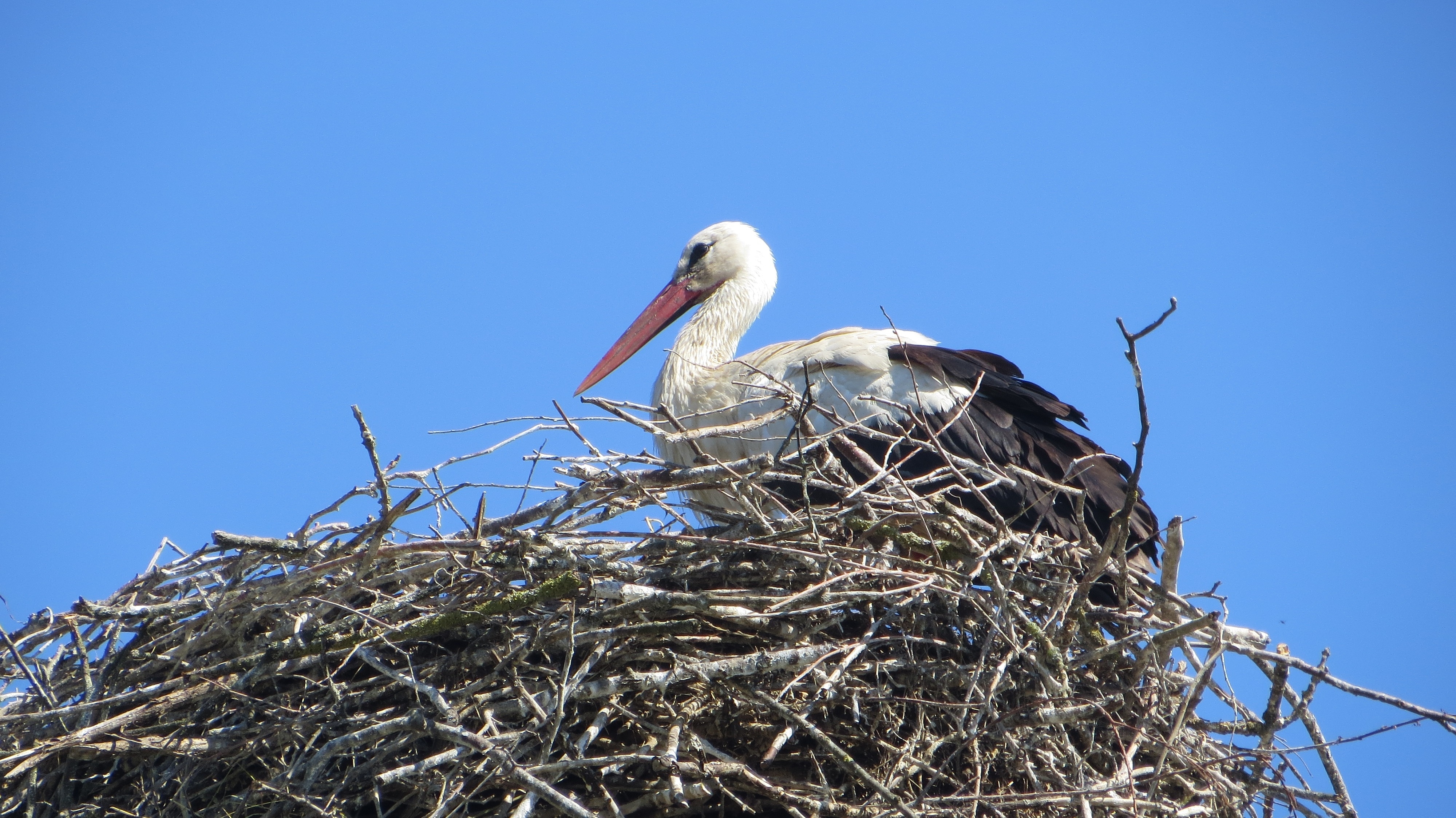 white and black bird on nest during daytime