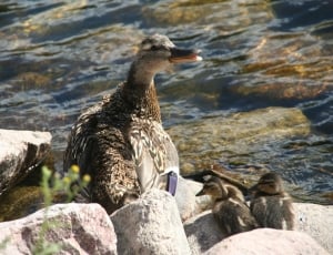 canadian goose and chick thumbnail