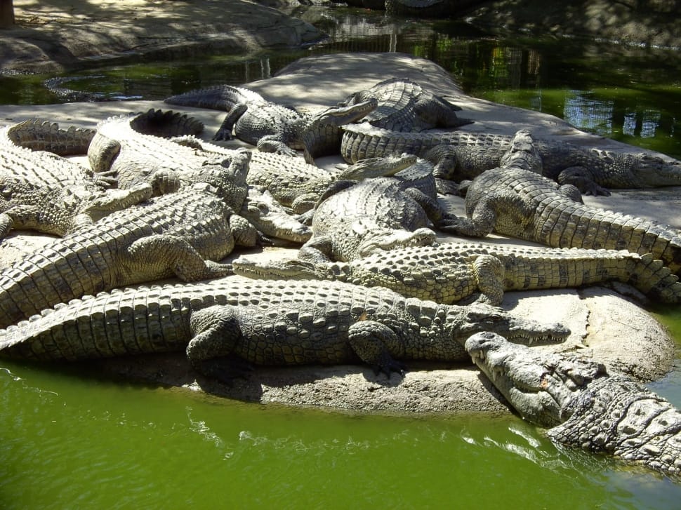 green crocodiles preview