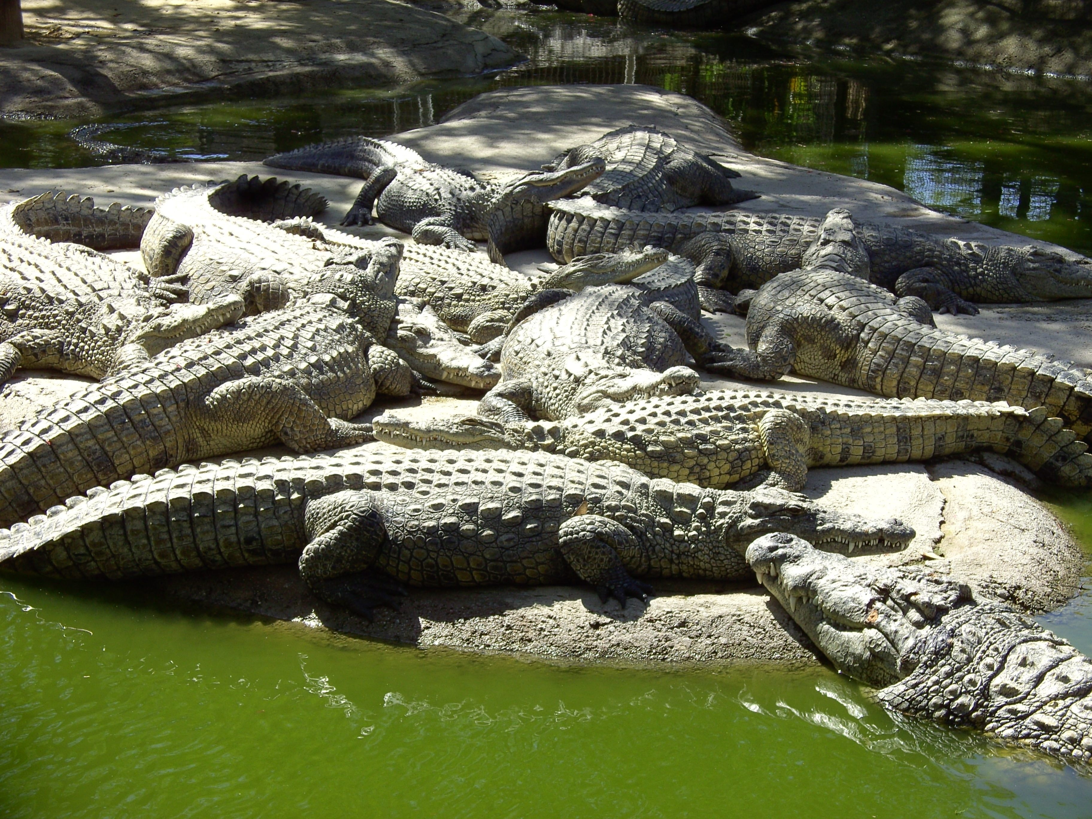 green crocodiles