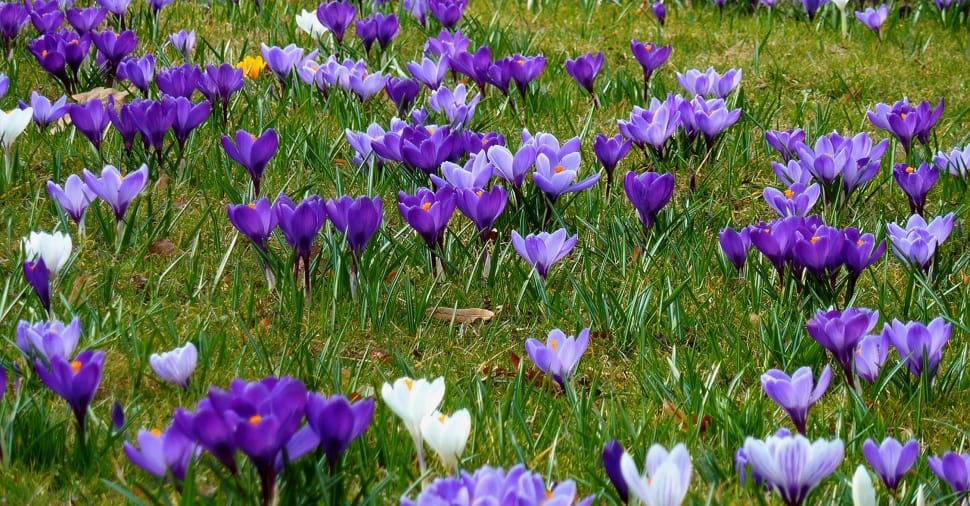 purple flowers on field preview