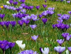 purple flowers on field thumbnail