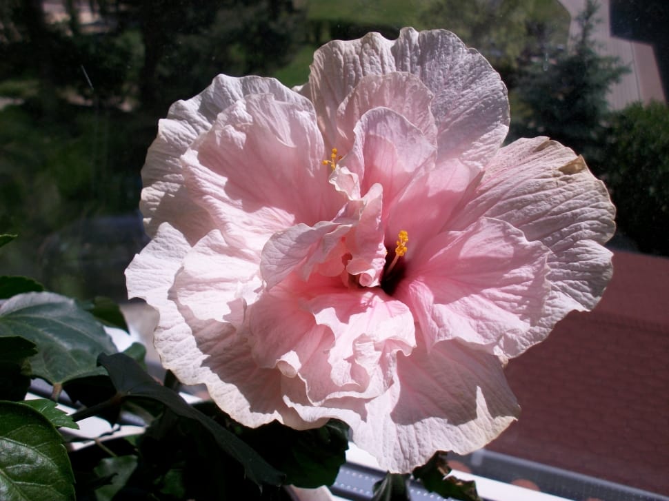 pink hibiscus in bloom preview