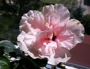 pink hibiscus in bloom thumbnail