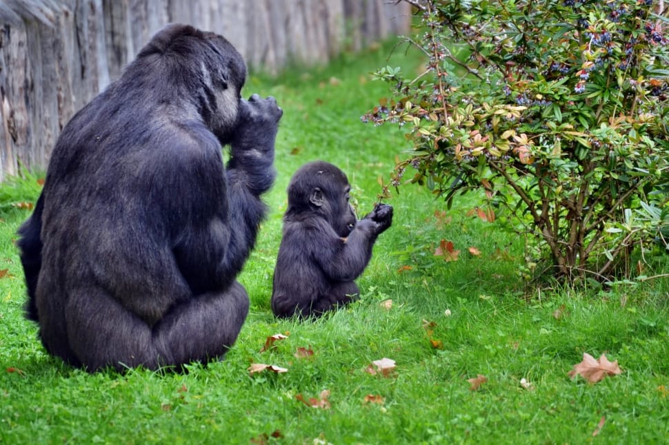 two Gorillas on green grass field beside a plant preview