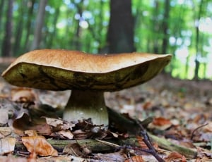 brown mushroom at the forest at daytime thumbnail