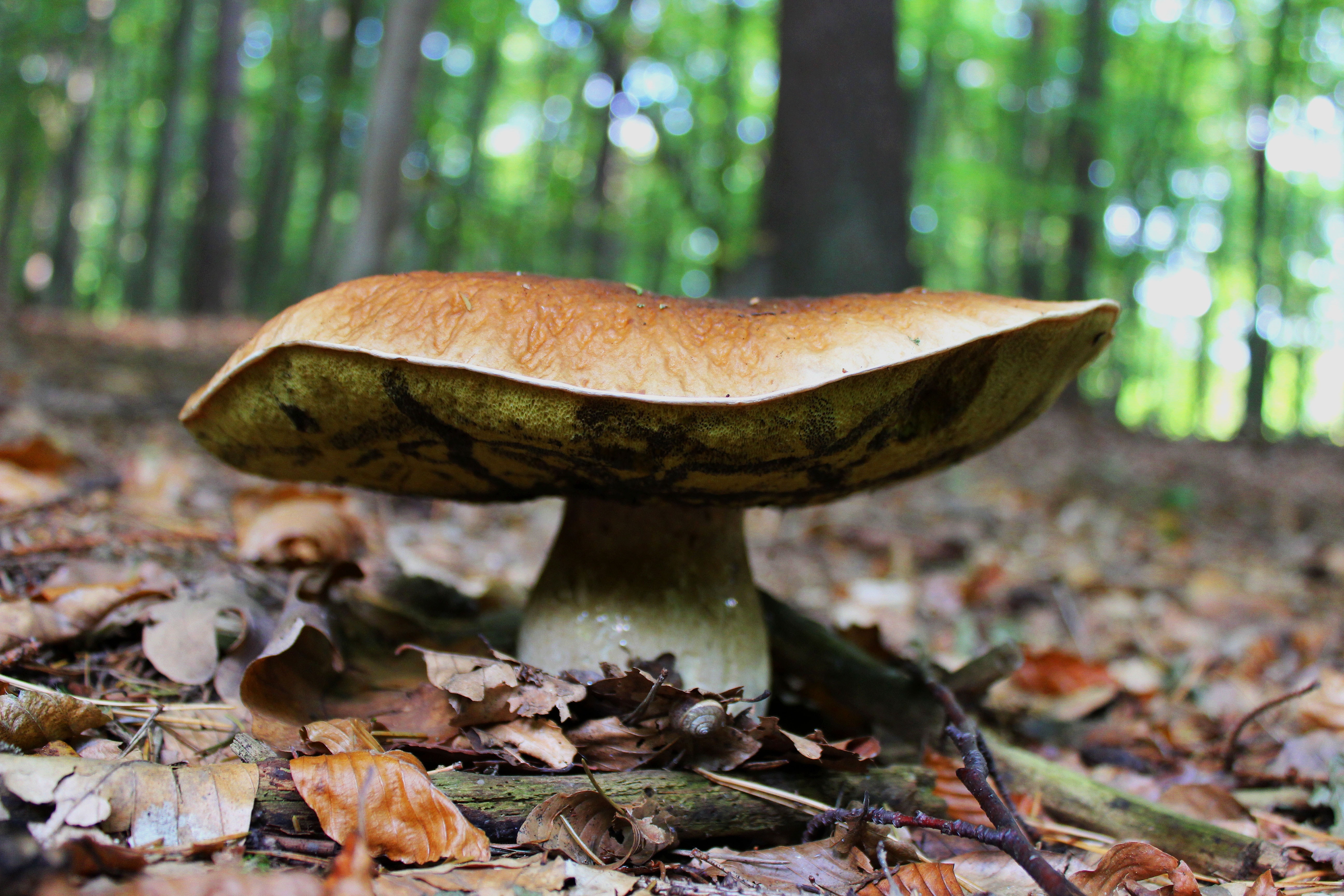 brown mushroom at the forest at daytime