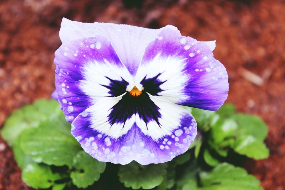 purple and white flower preview