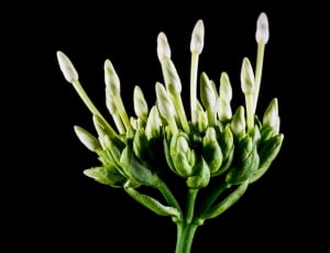 green and white petaled flowers thumbnail