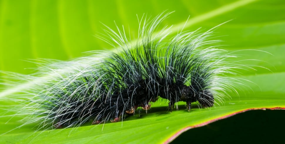 green and white caterpillar preview