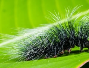 green and white caterpillar thumbnail