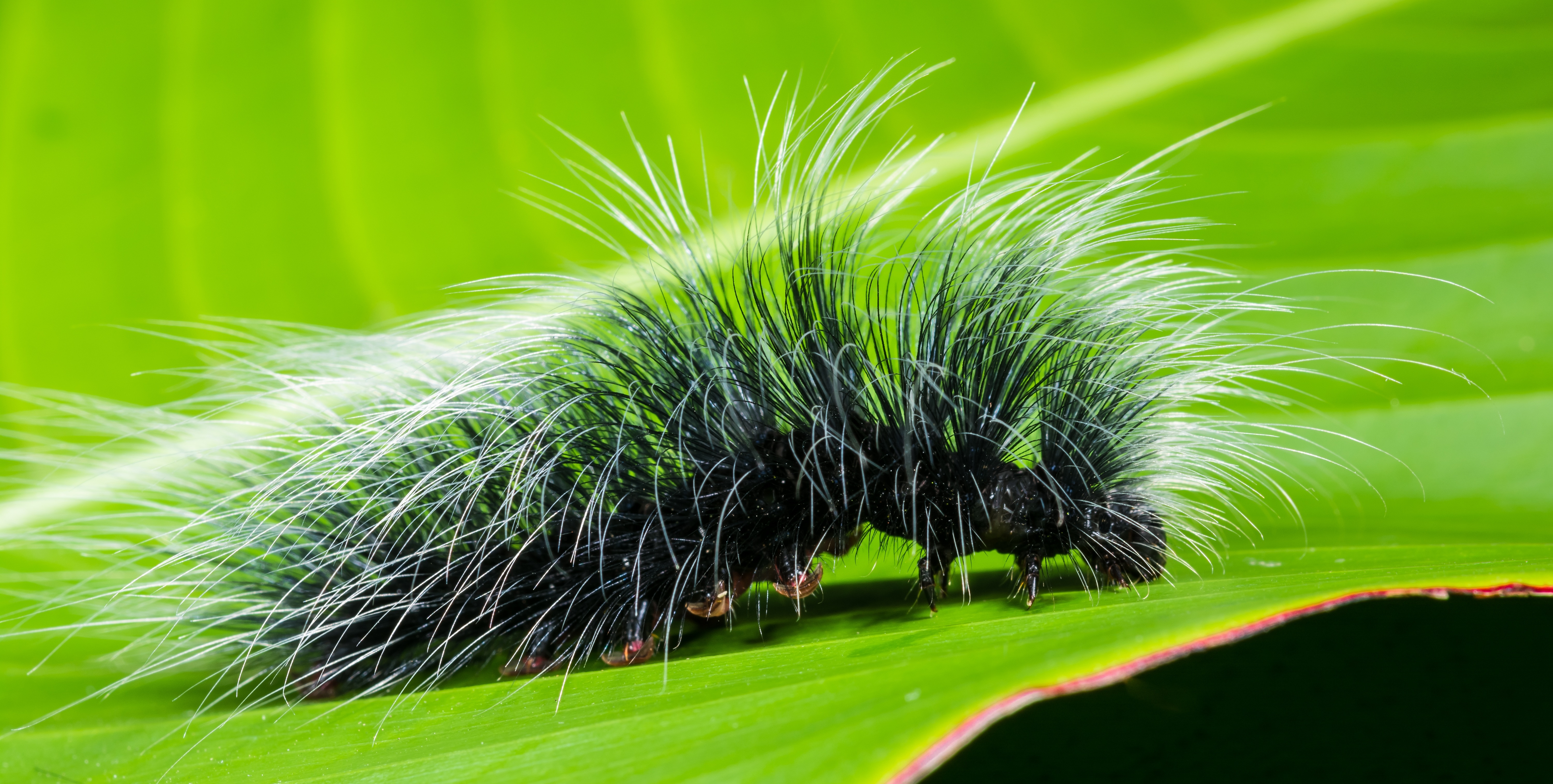 green and white caterpillar