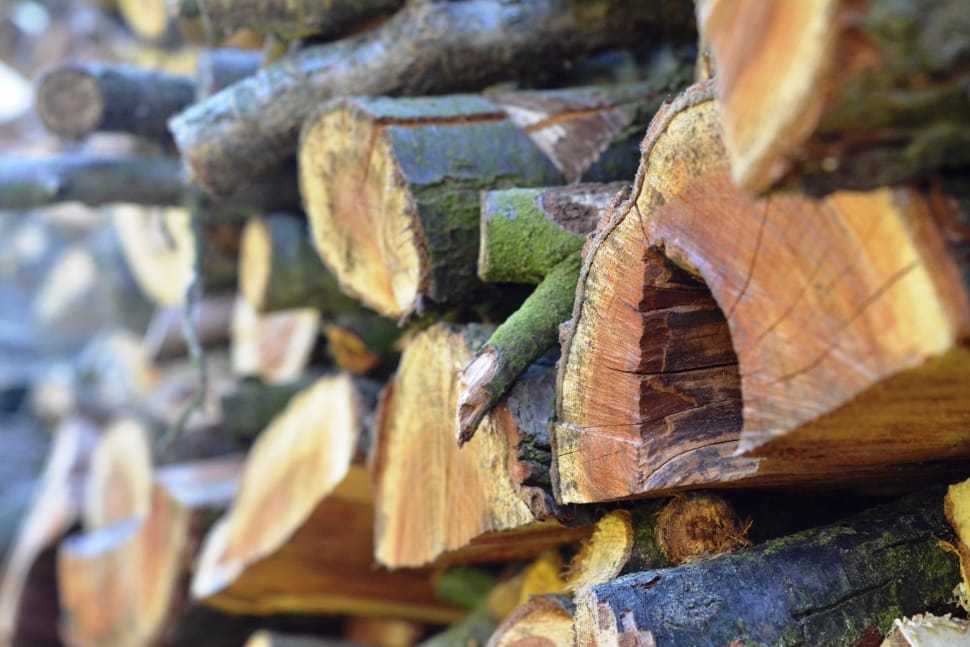black and green tree trunks preview