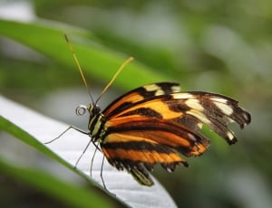 black white and brown butterfly thumbnail