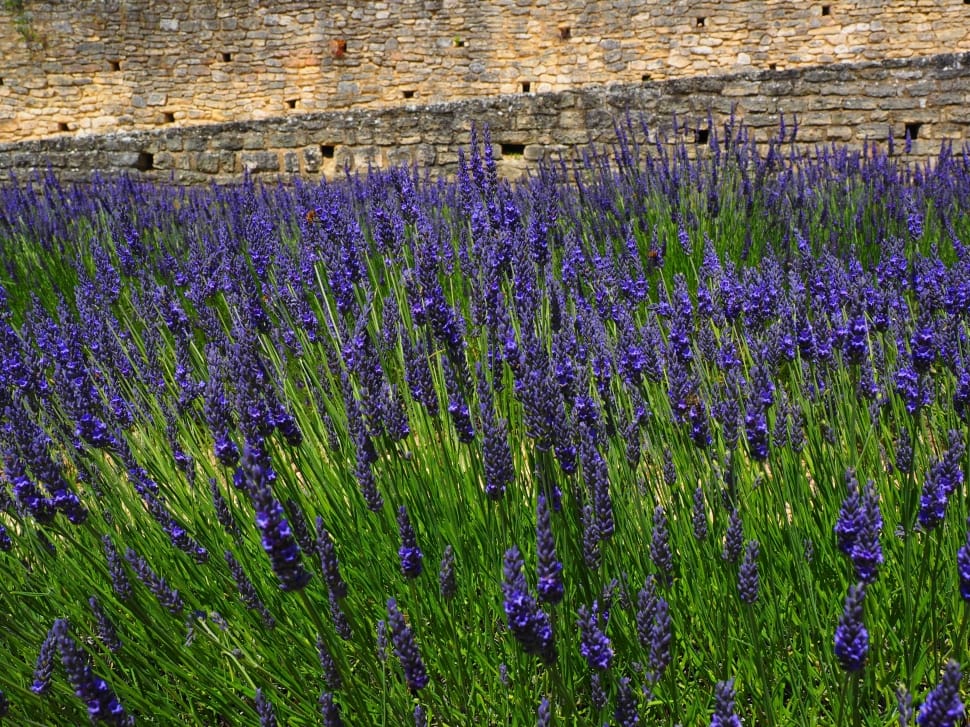 Blue, Lavender, Flowers, Lavender Field, purple, lavender preview