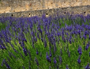 Blue, Lavender, Flowers, Lavender Field, purple, lavender thumbnail