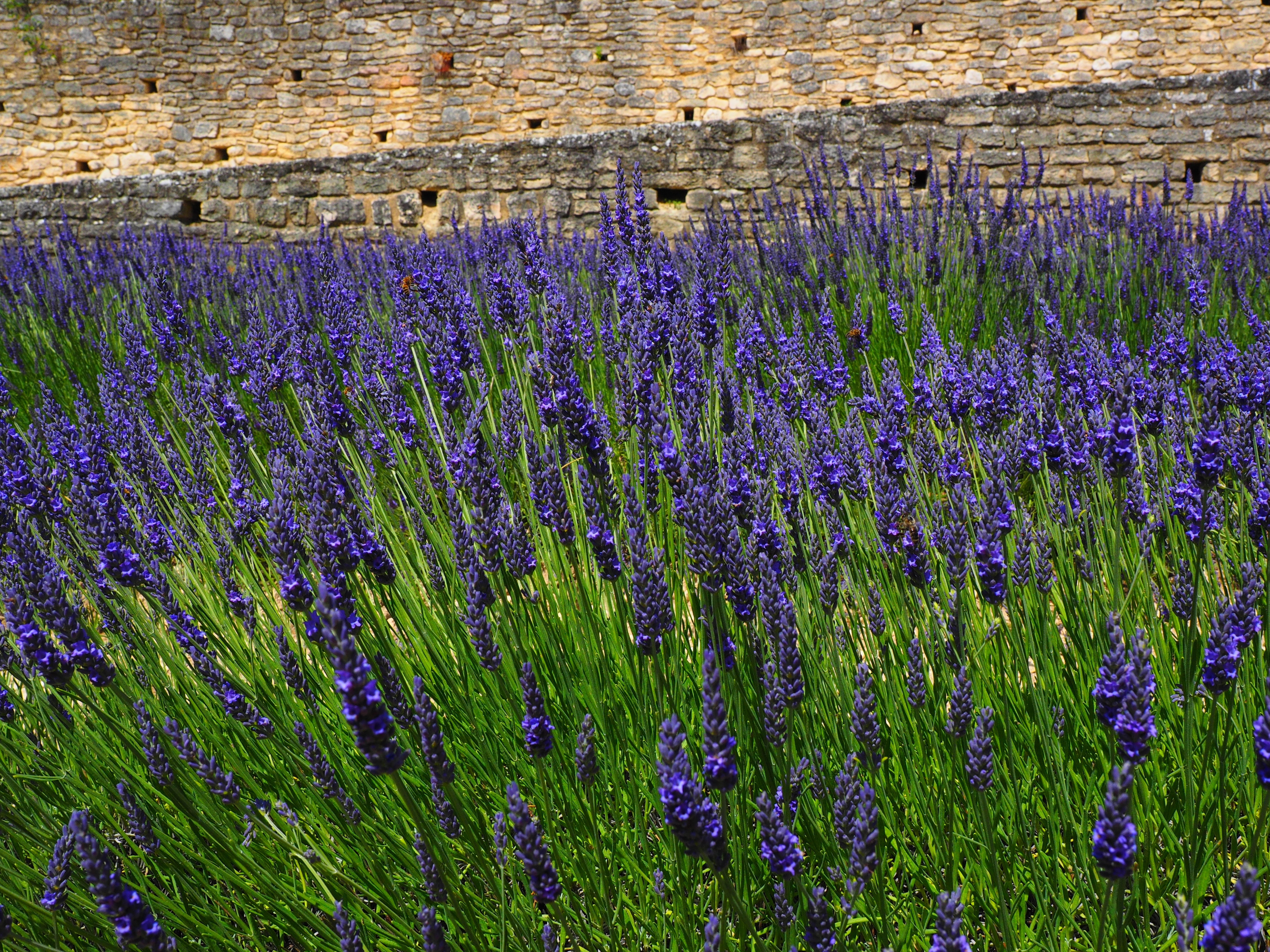 Blue, Lavender, Flowers, Lavender Field, purple, lavender