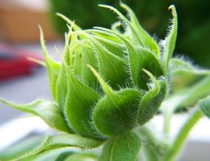 green flower bud thumbnail