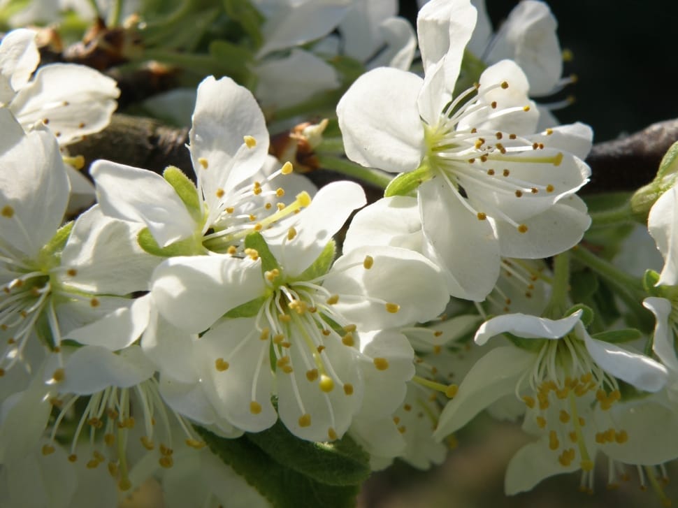 Spring, Fruit Tree, White, Flowers, flower, white color preview