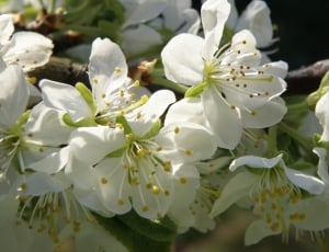 Spring, Fruit Tree, White, Flowers, flower, white color thumbnail
