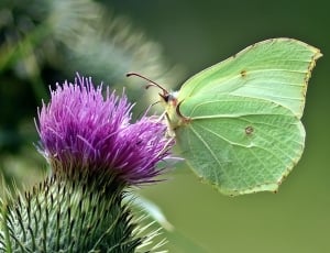 green moth thumbnail