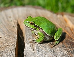 green frog on brown log selective focus photo thumbnail