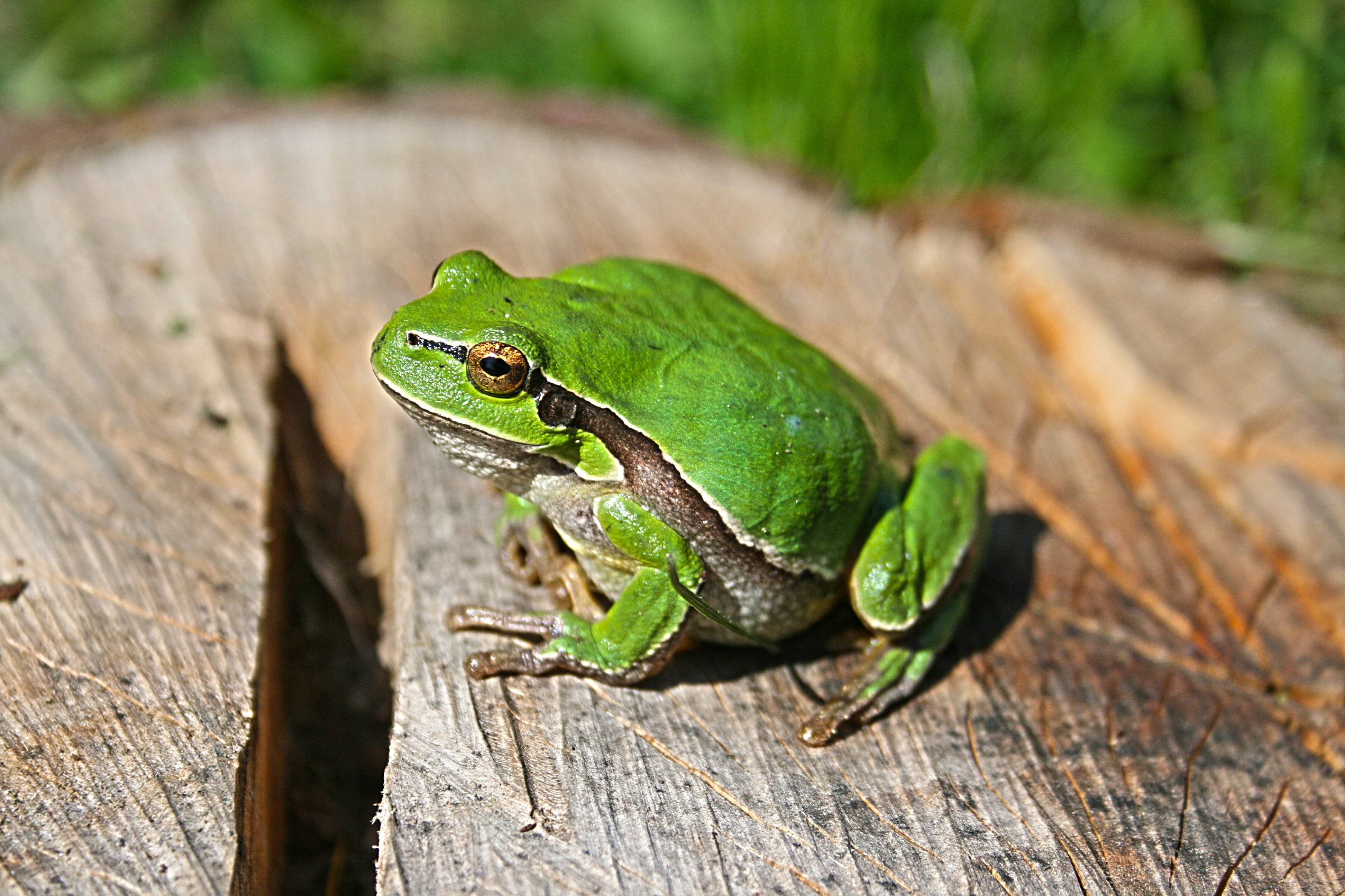green frog on brown log selective focus photo