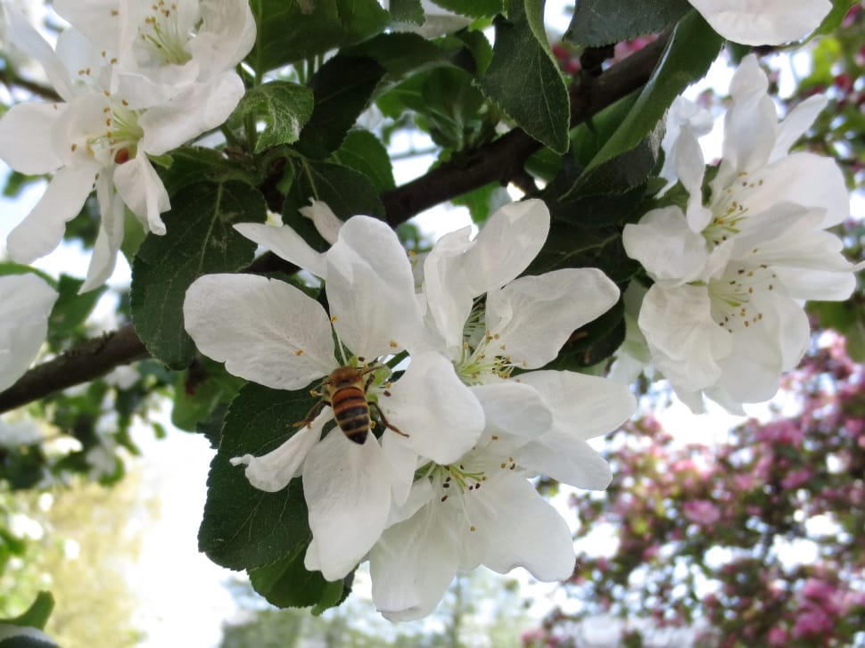 Apple Tree, Bloom, Park, Summer, White, flower, white color preview